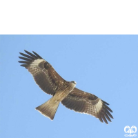 گونه کورکور سیاه Black Kite